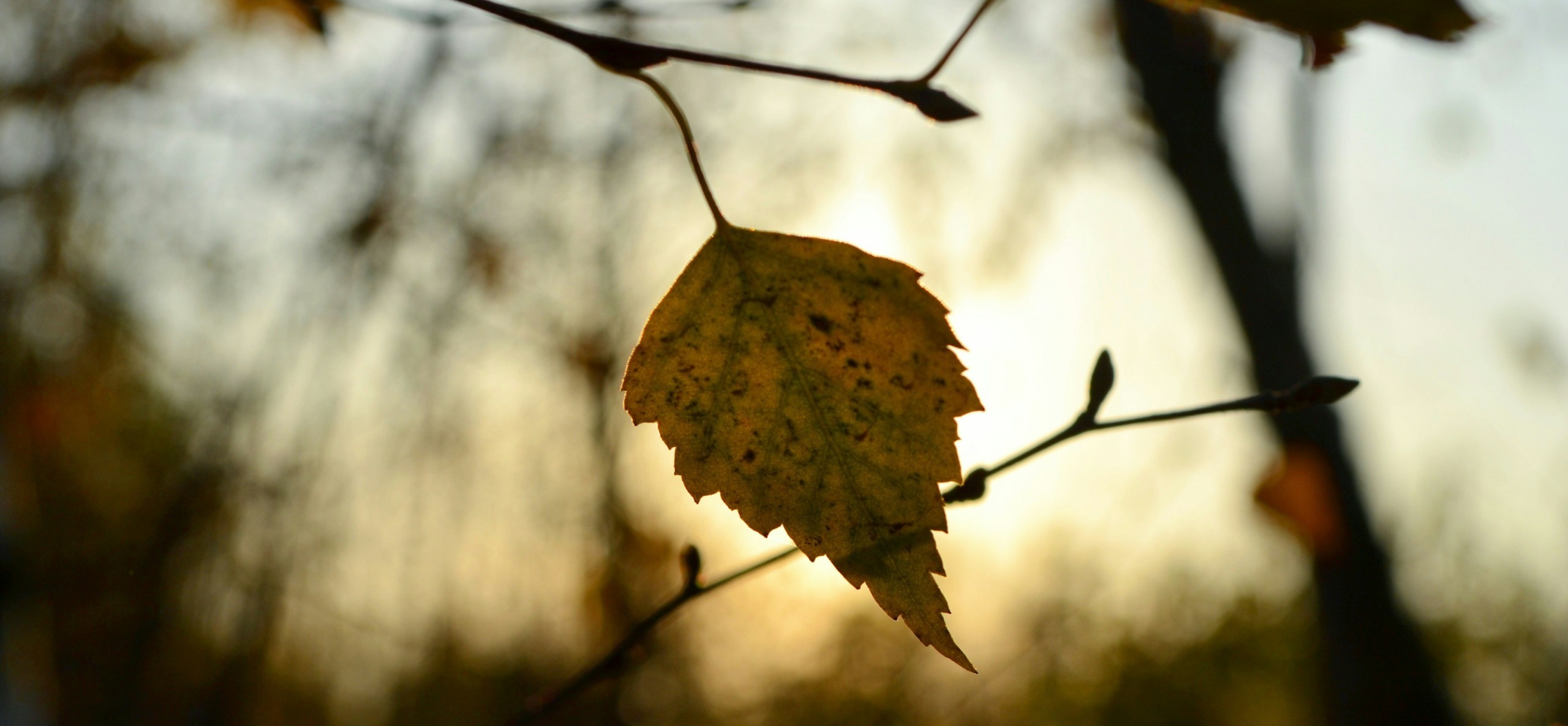 Ewigkeits-Monat November Ewigkeits-Monat November