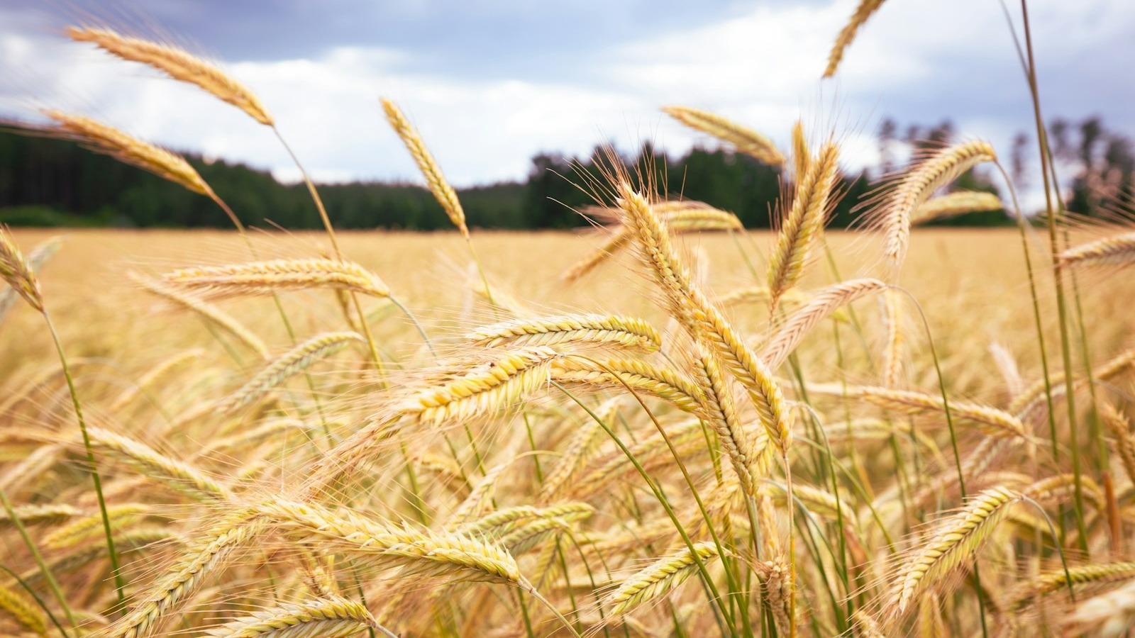 Photo by Christian Lendl a field full of tall grass under a cloudy sky